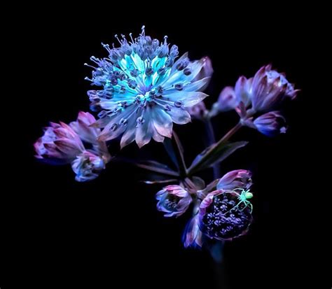 Using Ultraviolet Light To Make Nature Fluoresce In Photos Glowing