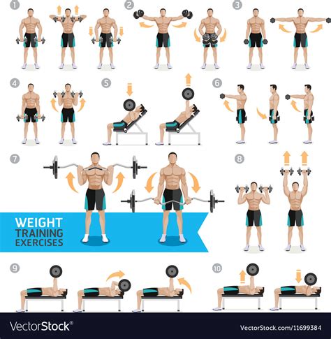 Dumbbell Exercises And Workouts Weight Training Vector Image
