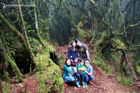 Is an excellent option to experience mossy forest. Day 2: Mossy forest Brinchang, Cameron Highlands | Prune ...
