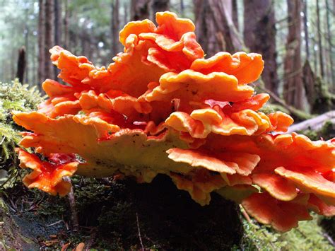 Chicken Of The Woods Laetiporus Conifericola Vancouver Mycological