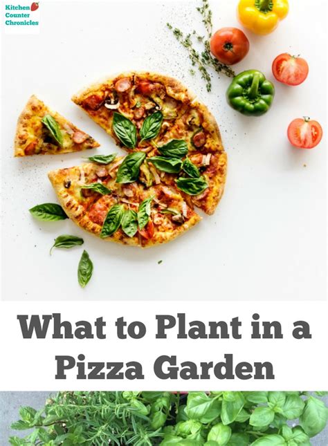 Next, knead the dough for several minutes before covering it with a towel and letting it rise for 10 minutes. What to Plant in a Pizza Garden - Gardening with Kids