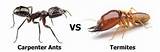 Are Carpenter Ants Termites Images