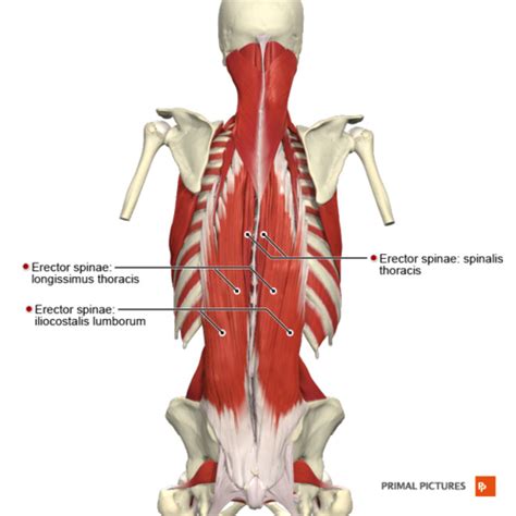 Low Back Pain Physiopedia