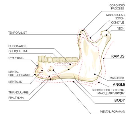 Mandible The Definitive Guide Biology Dictionary