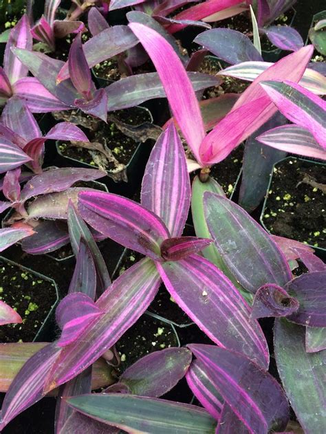 Tradescantia pallida 'purple heart' used to be known as setcreasea pallida 'purple heart' and it is sometimes also called purple queen. Variegated Purple Heart (Setcresea pallida 'Variegata ...
