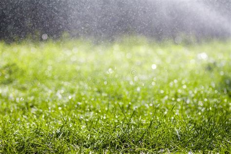 Green Fresh Grass With Falling Drops Of Morning Rain Water Beautiful