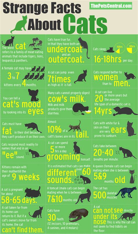 Strange Facts About Cats Graphic The Pets Central