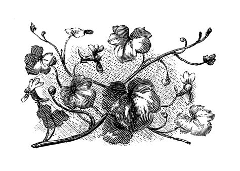 Digital Stamp Design Free Vintage Wildflower Antique Botanical