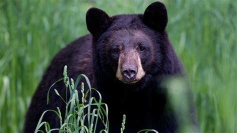 Mink The Black Bear Found Dead In Nh Necn