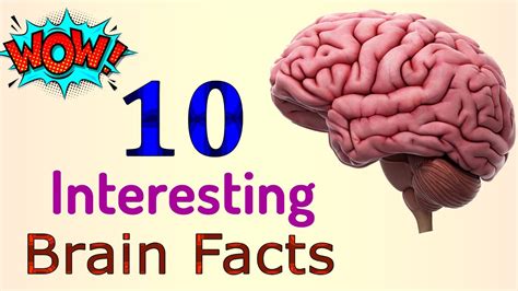 10 Interesting Facts About Human Brain Science Gk General Knowledge
