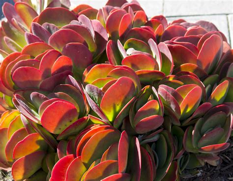 Pink Succulents Mom Will Love Espoma