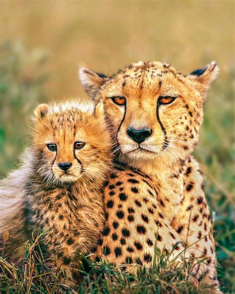 Cheetah Cubs Have Long Tall Hair That Runs From Their Neck All The Way