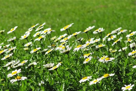 Camomile Flowers In A Green Grass Stock Photo Image Of Medicine