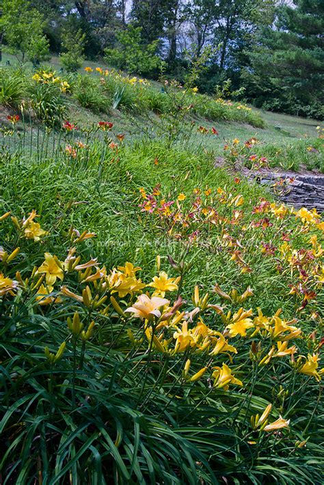 Daylilies Naturalizing On Hill Plant Flower Stock Photography