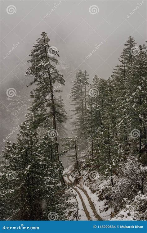 Road In Himalaya Tree And Dry Grass Plants In The Snow Snow Caped