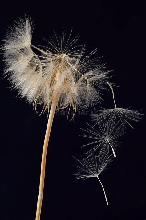 Dandelion And Its Flying Seeds On A White Background Stock Image