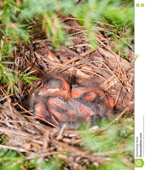 Northern Cardinal Nest In A Cedar Tree Stock Image Image Of Birds