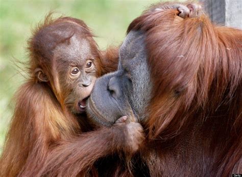 How Long Do Orangutans Live With Their Mothers Parote