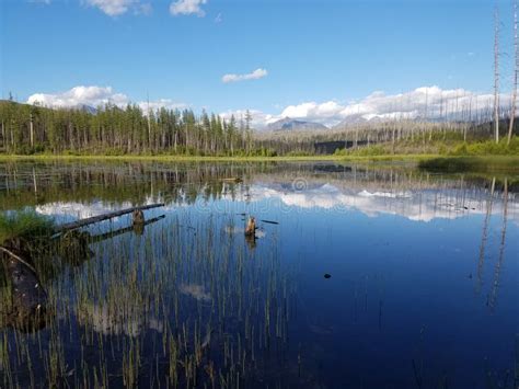 Howe Lake Glacier National Park Stock Photo Image Of Leaf Nature