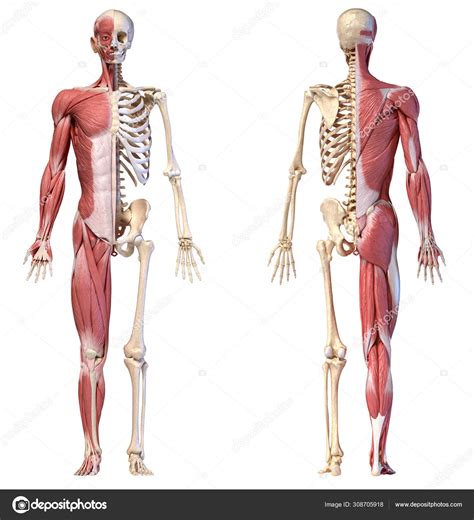 Anatom A De Los Sistemas Musculares Y Esquel Ticos Masculinos Humanos Vistas Frontal Y