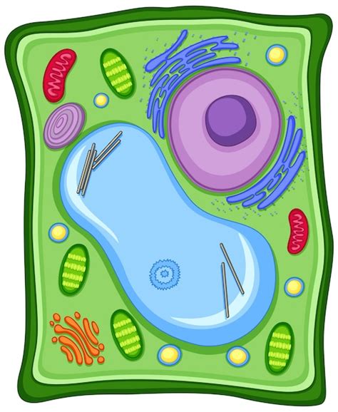 Eukaryote Cells Images Free Download On Freepik
