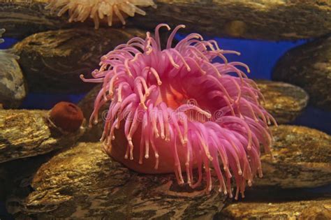 Pink Sea Anemone Single Pink Sea Anemone Underwater With Rocky