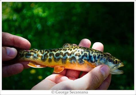 Clive james library kogarah kogarah town square, belgrave street, kogarah monday to. George Secareanu 's Fly-fishing Catch of a Tiger Trout ...
