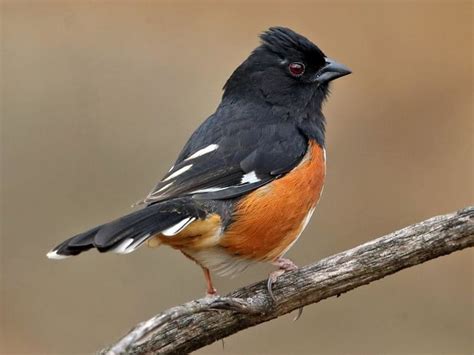 Winter Backyard Birds — South Carolina Wildlife Federation Backyard
