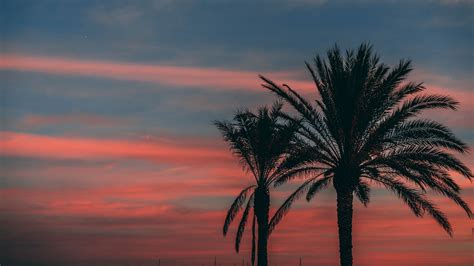 Download Wallpaper 3840x2160 Palm Sunset Sky Branches Outlines