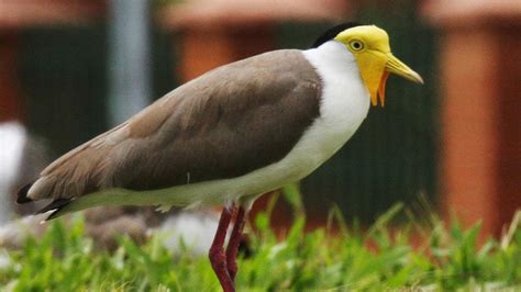 Beware Of The Masked Lapwing Swooping The Far North Cairns Post