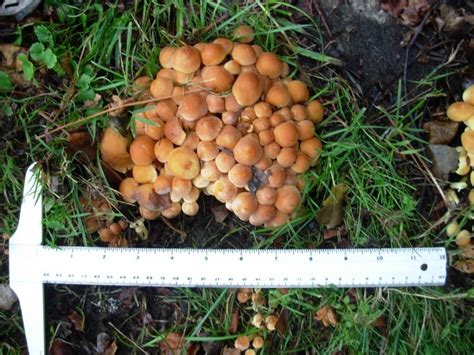 Edible Or Not Identifying Mushrooms Wild Mushroom Hunting