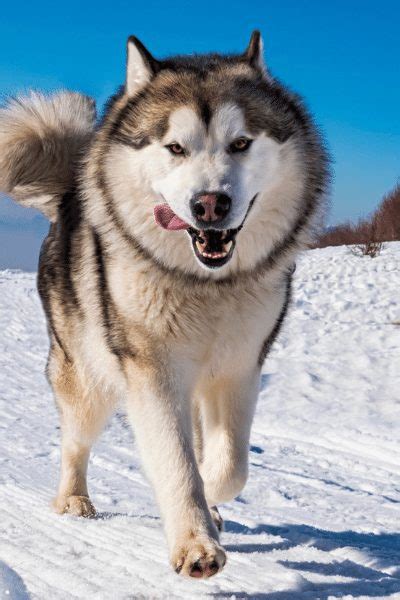 22 Types Of Husky Dog Their Appearance Temperament And Origin