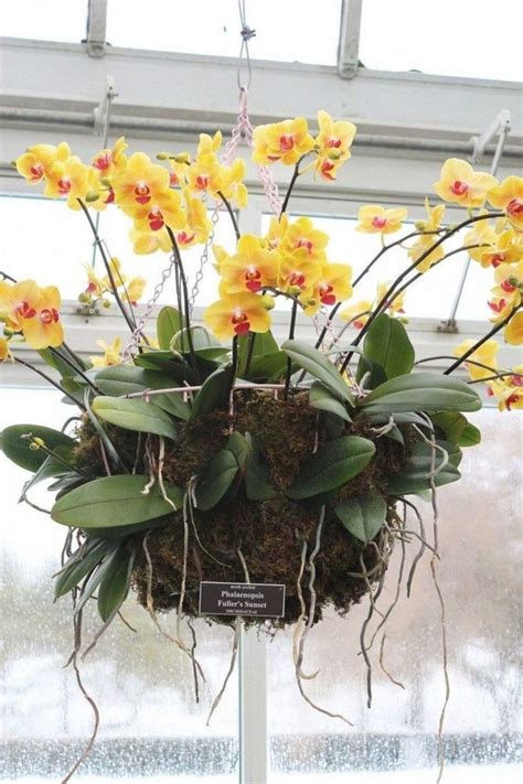 33 Beautiful Hanging Orchids Design Ideas Homepiez Indoor Orchids Growing Orchids Hanging