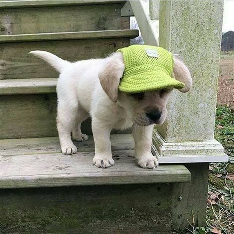 Adorable Pupper Hat Super Cute Dogs Baby Animals Puppies