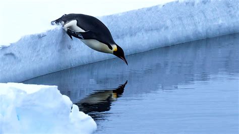 Emperor Penguin Sliding