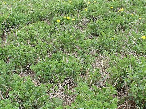 Alfalfa Stand Thinning Plantdoc