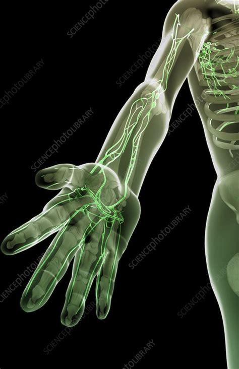 The Lymph Vessels Of The Arm Stock Image C0080623 Science Photo