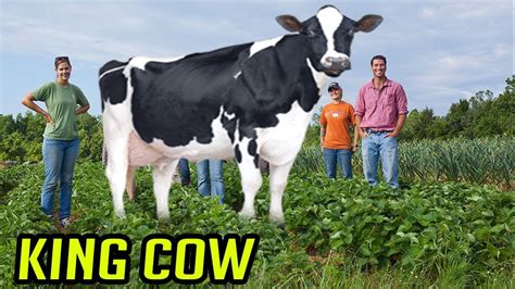 Colossal Cow Worlds Biggest Cow Youtube