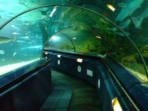Kelly Tarltons Sea Life Aquarium Sea Life Aquarium Underwater World