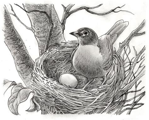 Bird In A Nest Drawing At Getdrawings Free Download