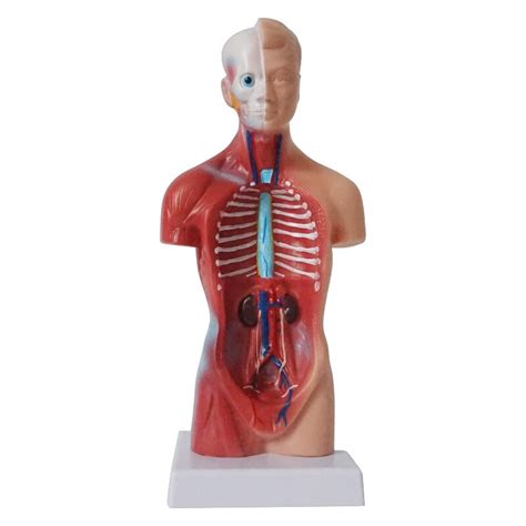 Menselijk Torso Lichaam Anatomie Model Met Verwijderbare Onderdelen