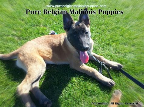 Our children love taking the dogs on family adventures, so we prioritize breeding sound, stable. Natural Belgian Malinois Breeder - AKC Puppies For Sale ...