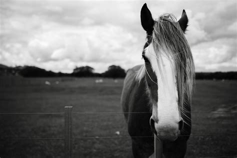 Horse In Black And White By Aimee Glucina
