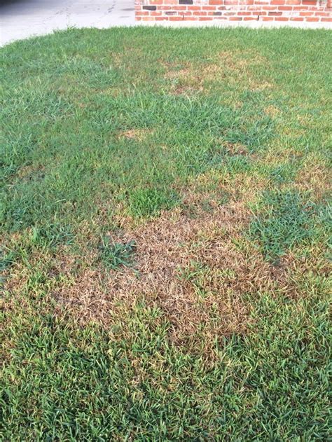 The type of grass grown in your yard may differ from your neighbor's significantly, depending on where you bought the seed, when the lawn was established and if you've taken a walk around your property and recognized crabgrass growing among the kentucky bluegrass, zoysia and fescue, don't despair. How to get rid of the most common lawn pests, weeds and diseases | Lawn pests, Lush lawn, Lawn care