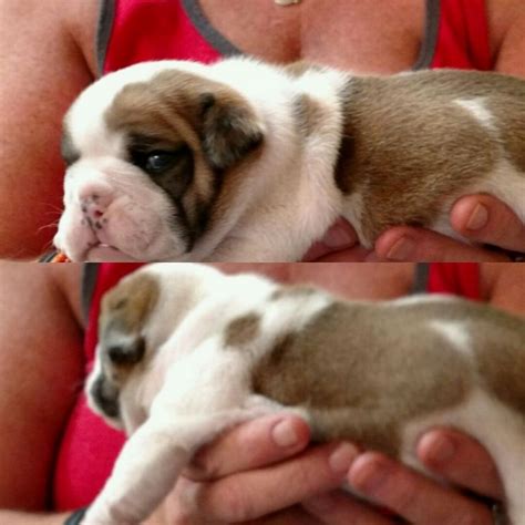 We do not allow tulsa breeders, adoption centers, rescues or shelters to list english bulldogs for free in tulsa. English Bulldog Puppies For Sale In Pikeville Ky