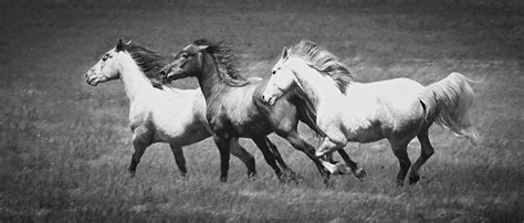 Wild Horses Running Photograph By Athena Mckinzie