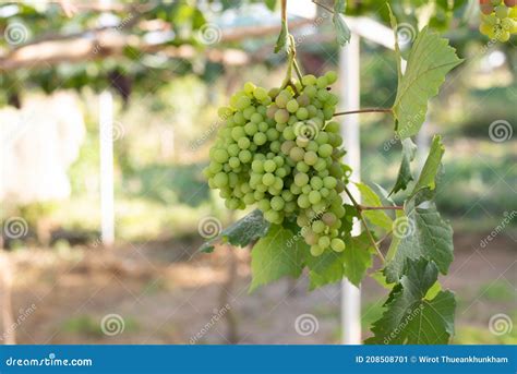 Grapes Ready For Harvest Ripening Bunch Of Grapes On Vines Growing In