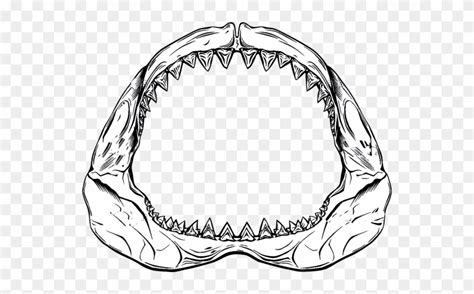 Drawn Shark Jaws Shark Drawing Of Shark Jaws Clipart 3862084