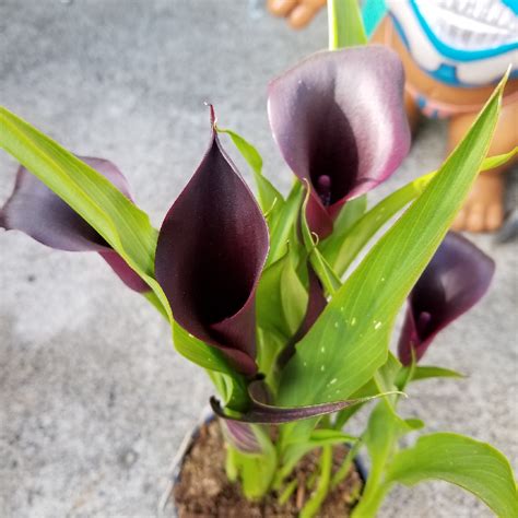 Zantedeschia Odessa Calla Lily Odessa In GardenTags Plant Encyclopedia