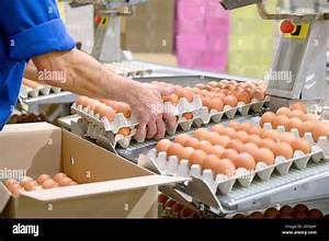 Factory Chicken Egg Production Worker Sort Chicken Eggs On Conveyor